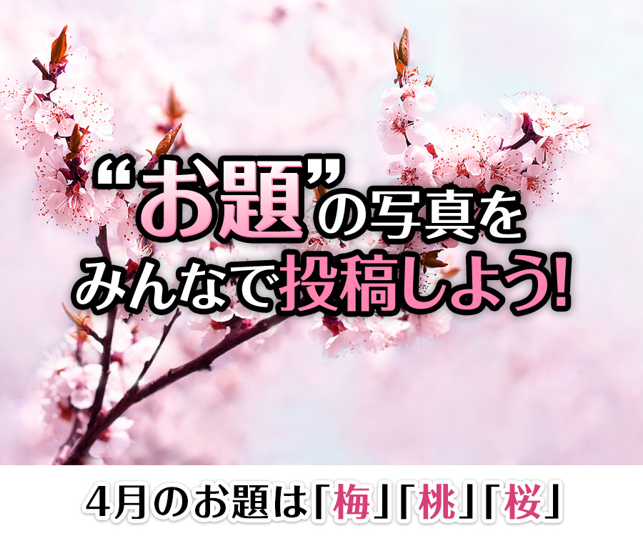 “お題”の写真をみんなで投稿しよう！