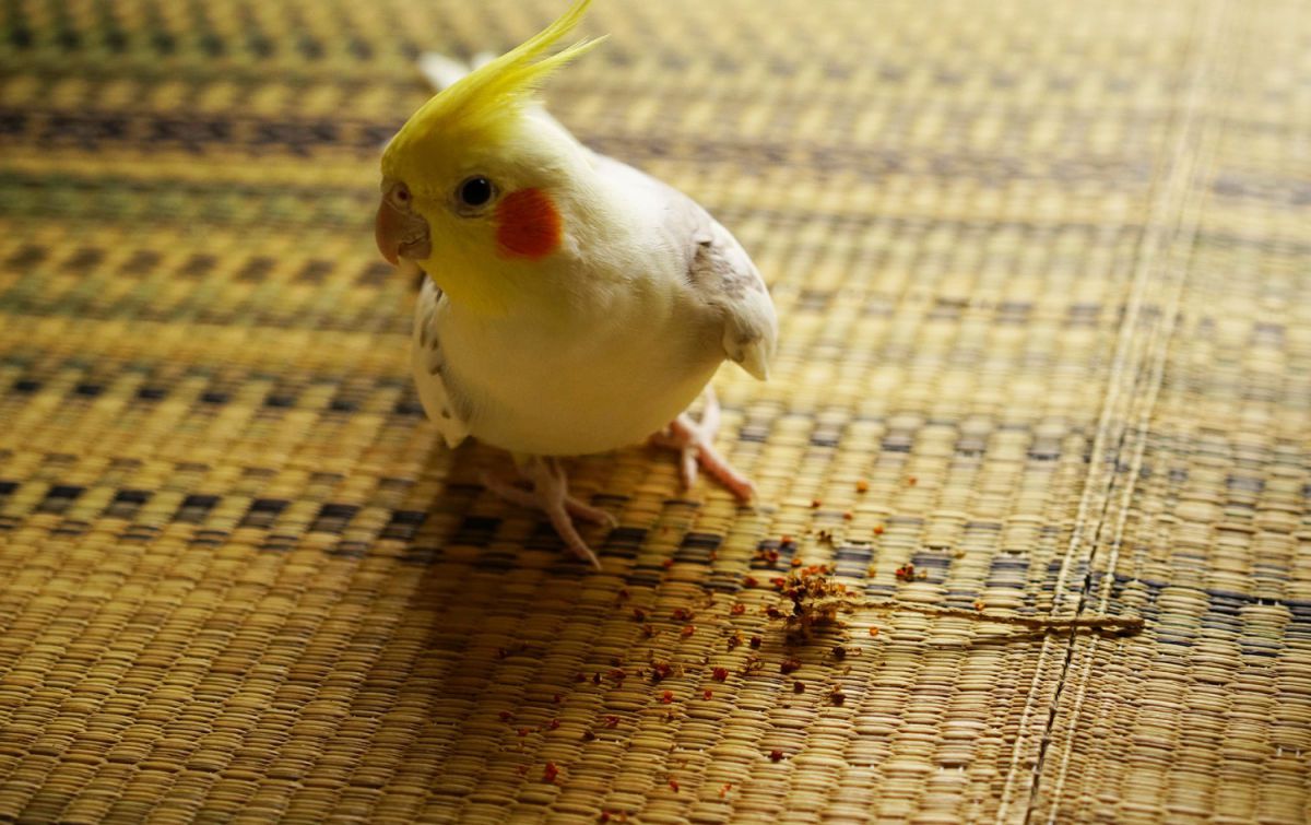こ...これだけですか？
