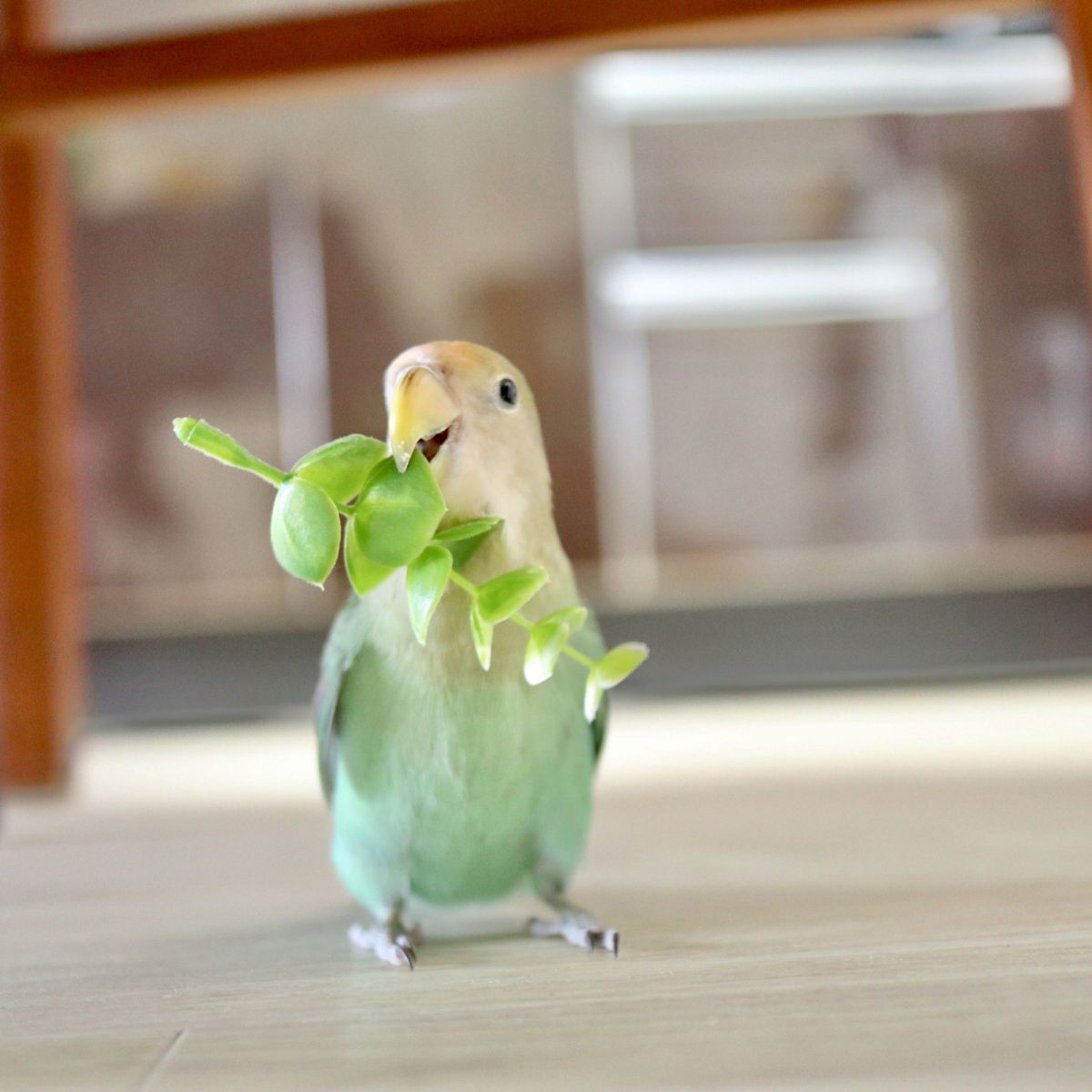 葉っぱみつけた！