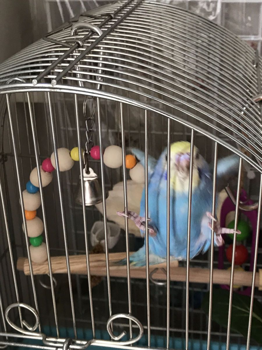 出してー！