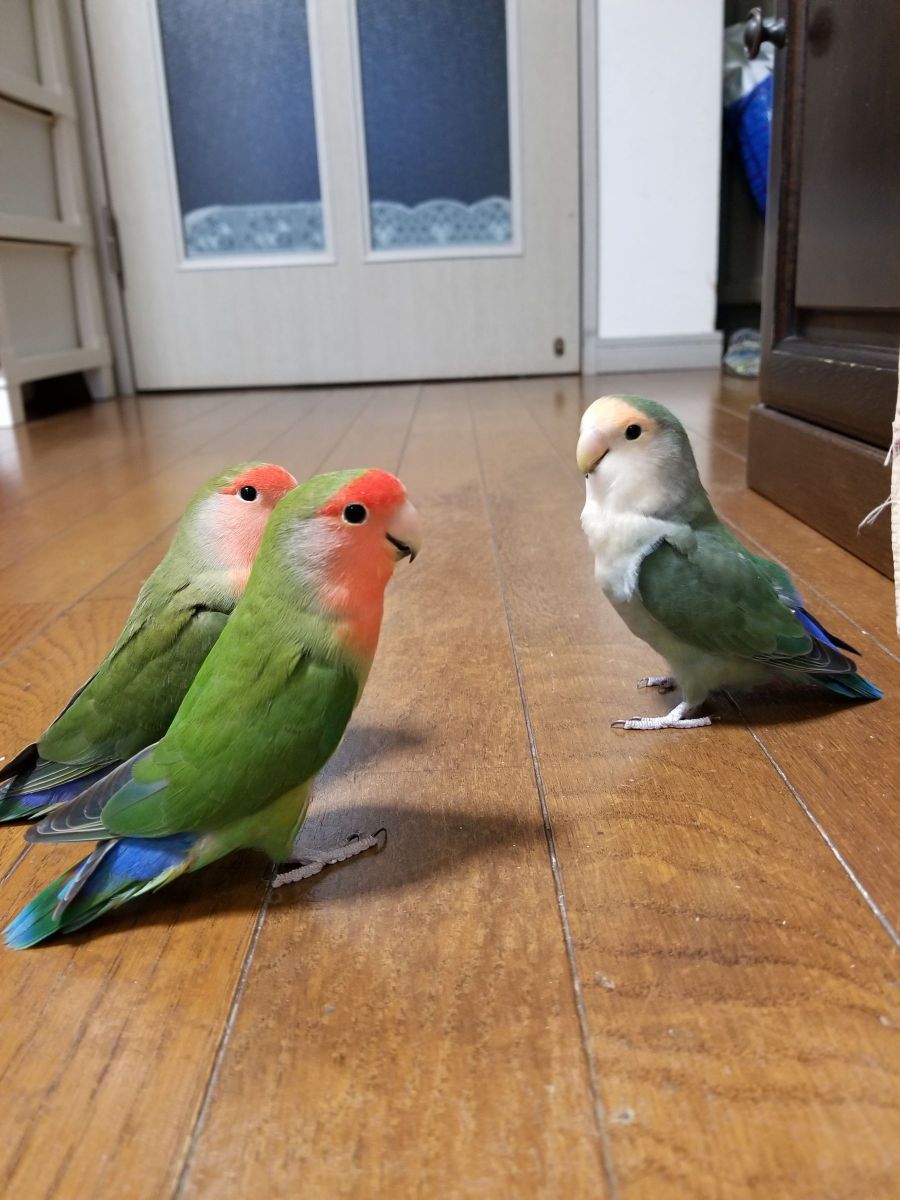 二列に並んでください