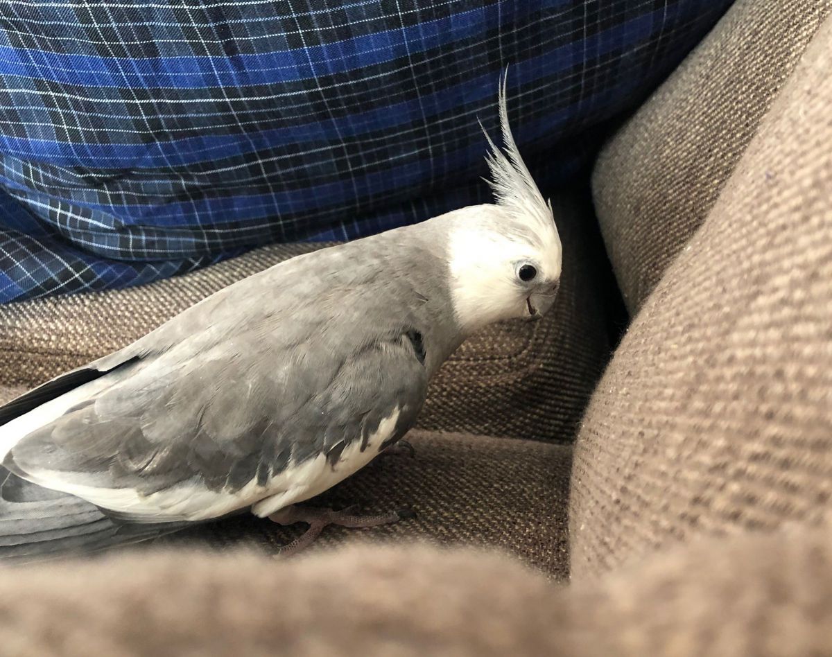 何が見えたの？