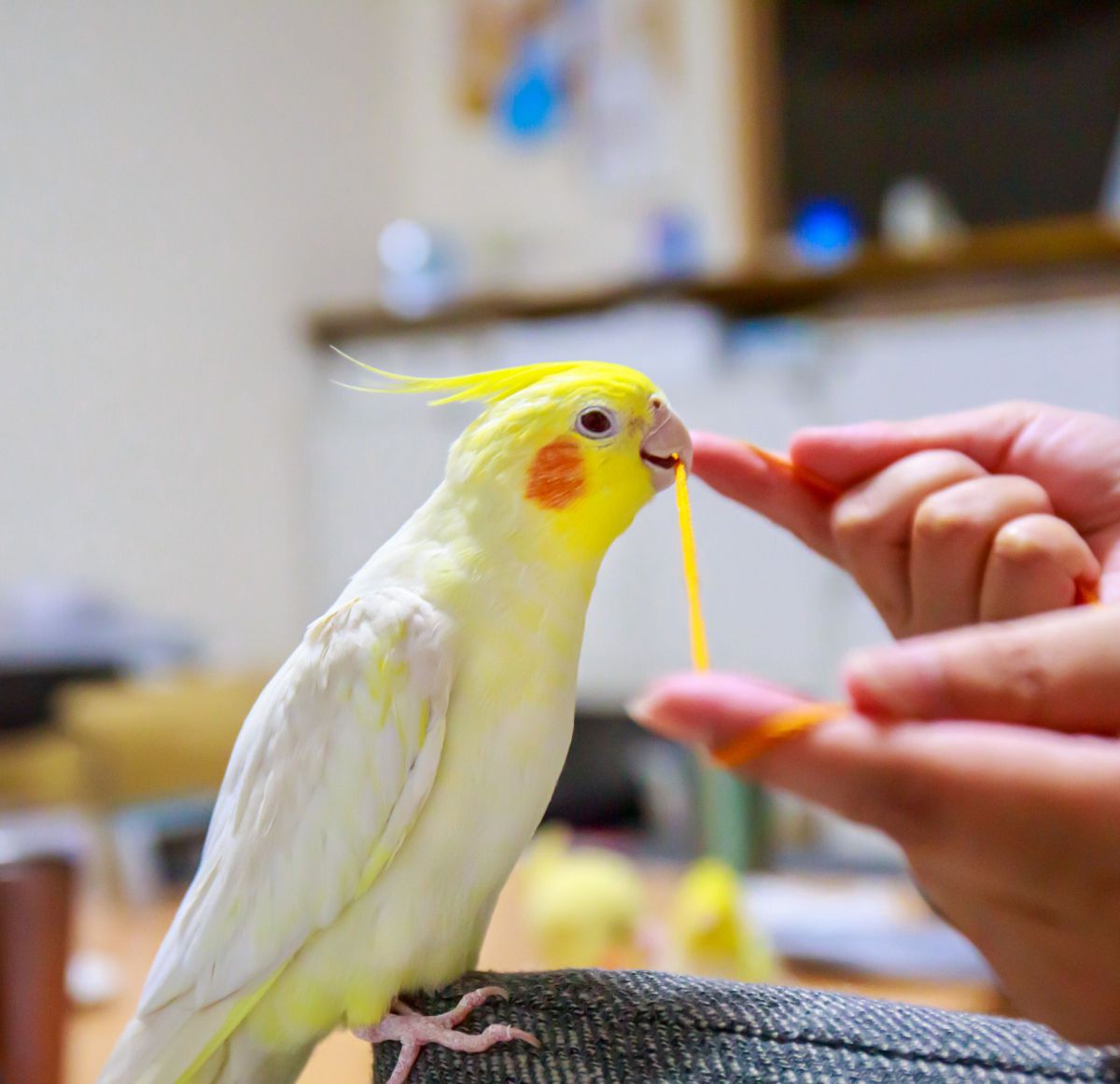 紐でお遊び