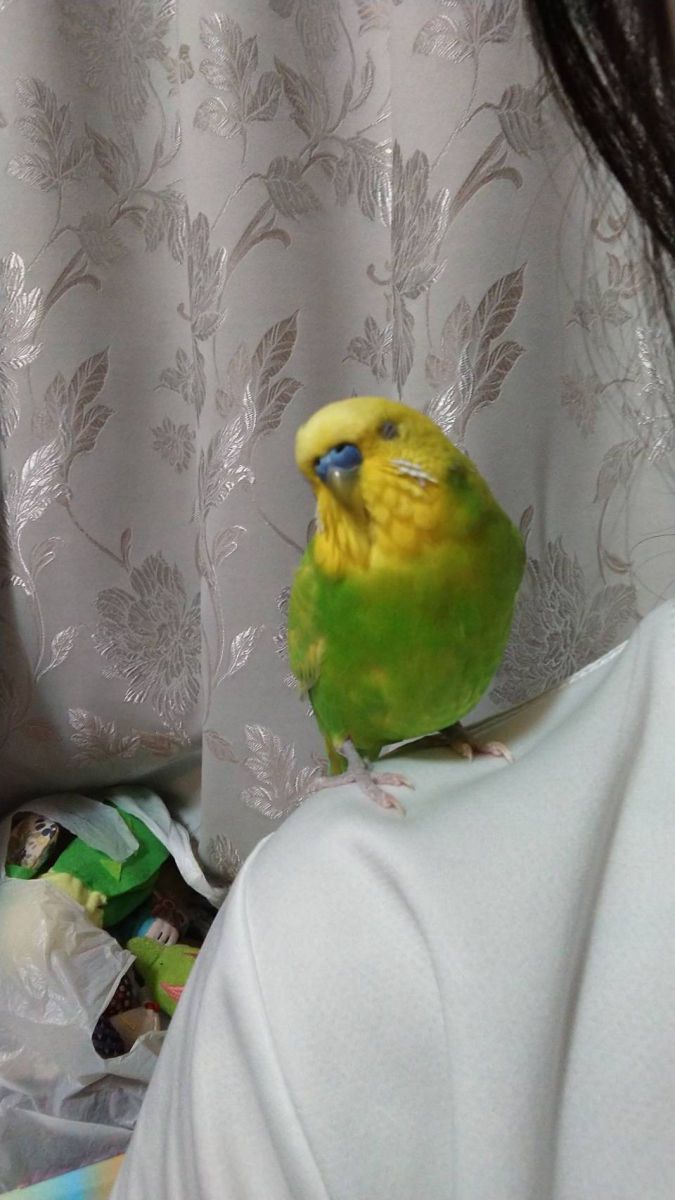 ねんねのくぅちゃん.jpg
