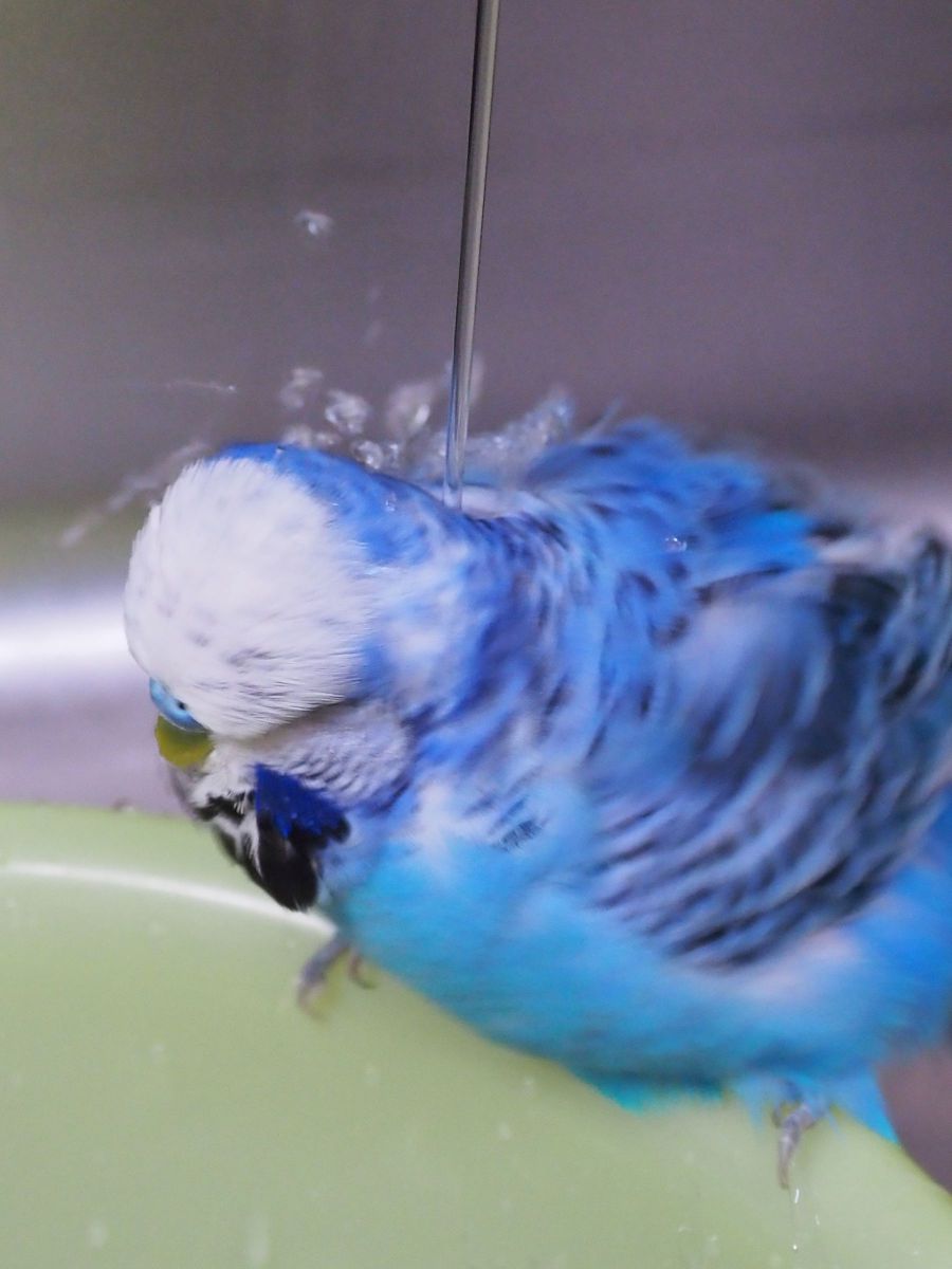 打たせ湯スタイルが好き