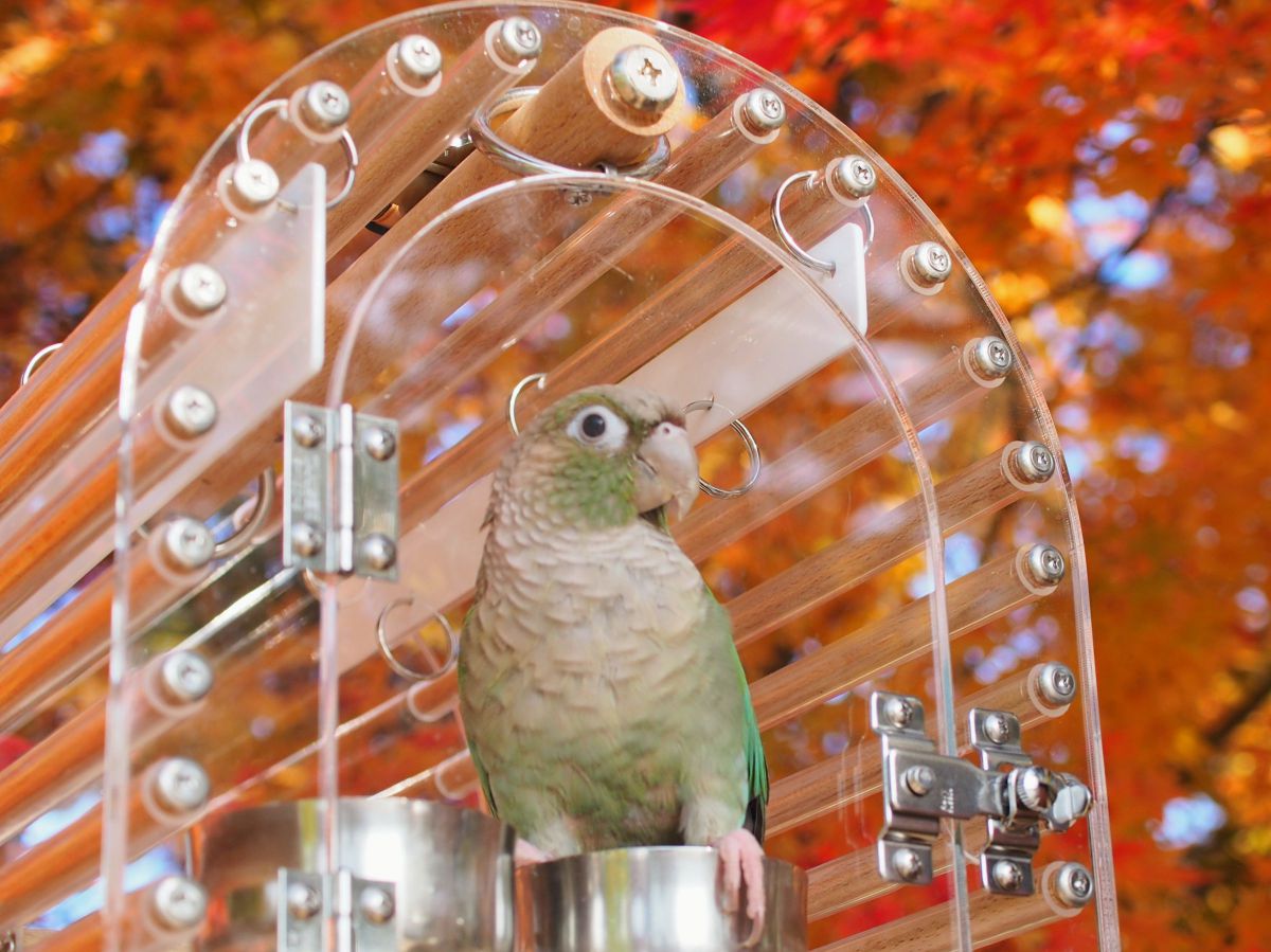 紅葉狩り