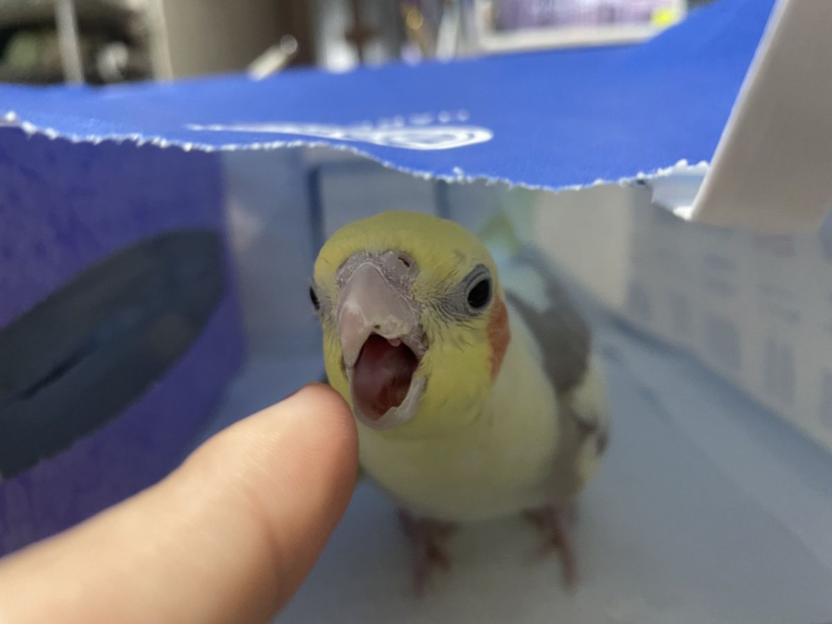 ここは私の家