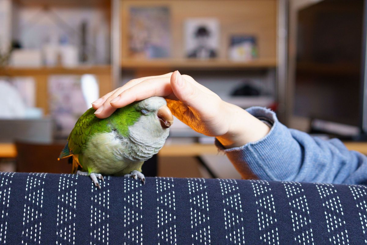 撫でられてうっとり