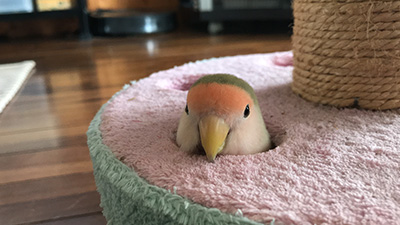 呼んだ？