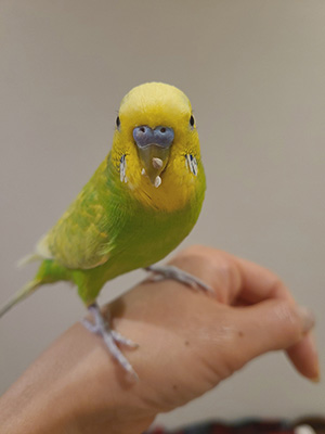 お食事中の亀吉くん