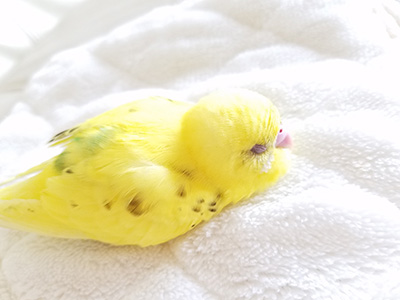 水浴び後はお昼寝するよ