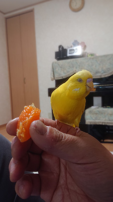 みかん、おいちぃ～