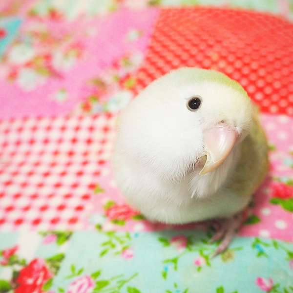作品