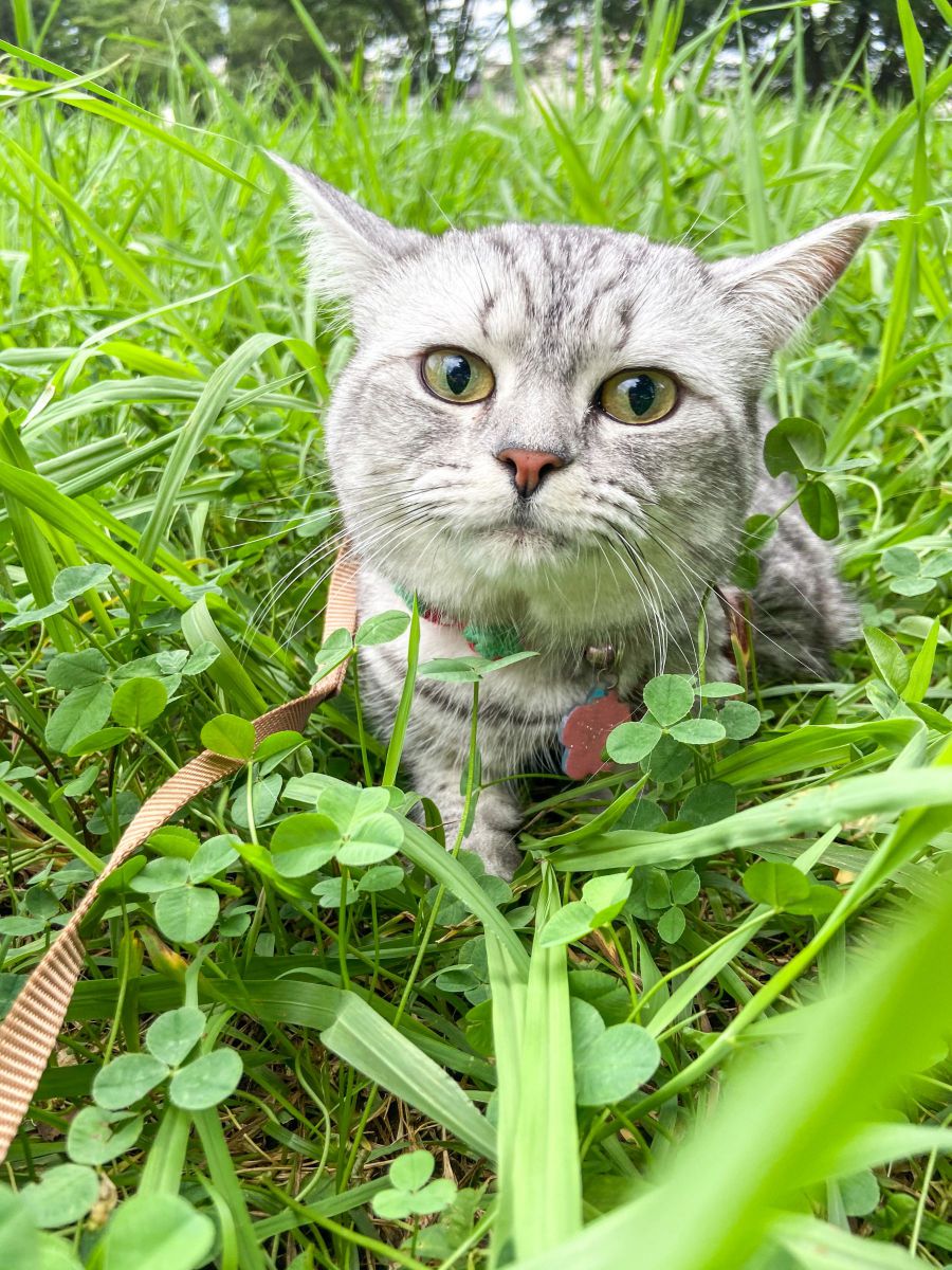 緑と猫。茂みに埋もれるにゃぁ