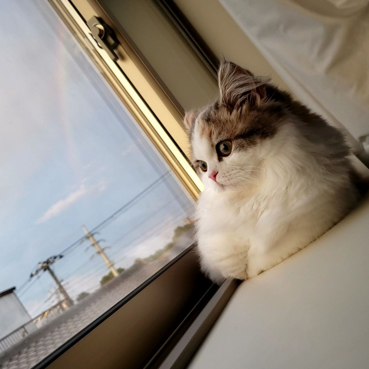 ラテと虹