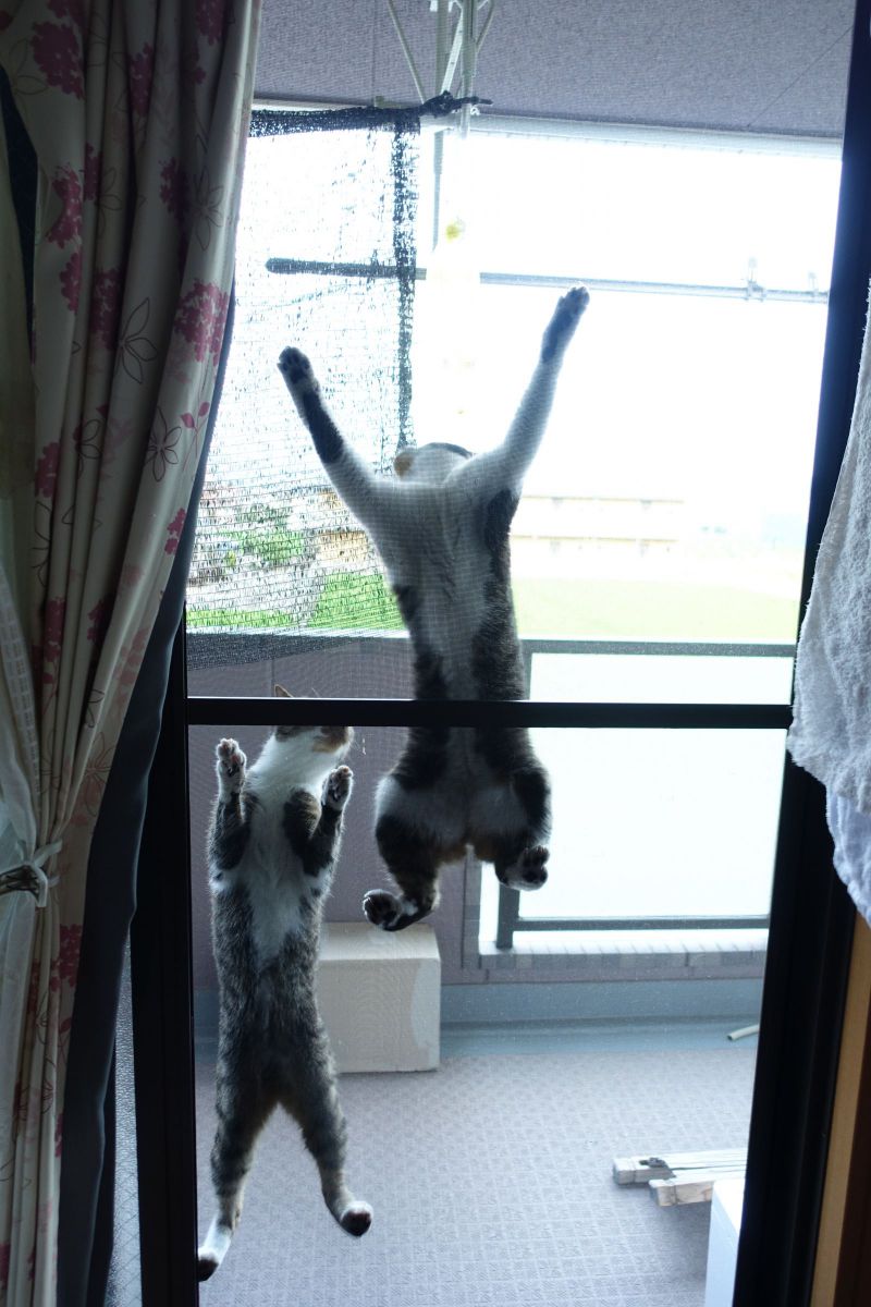 忍者