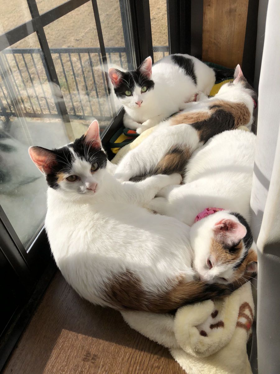 家族で日向ぼっこ