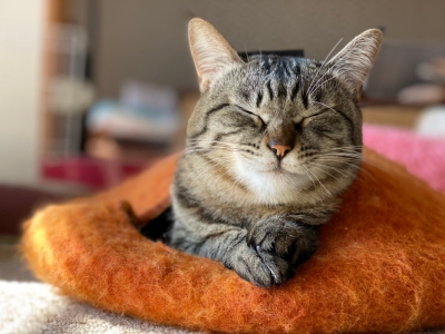 ジャストフィットなベッドをありがとうございます。