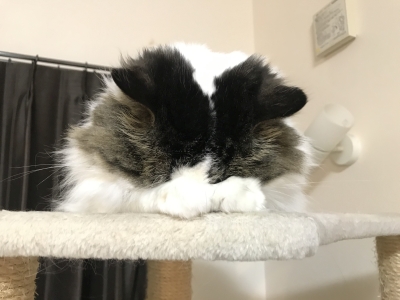 ごめん寝