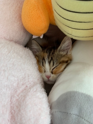 ぎゅうぎゅう?