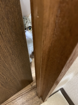 家政婦は見た??   …トイレ覗いちゃや～よ