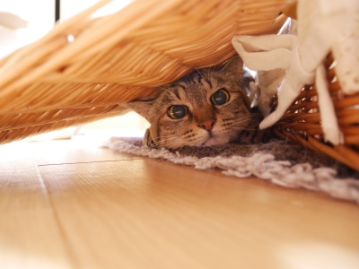かくれんぼ