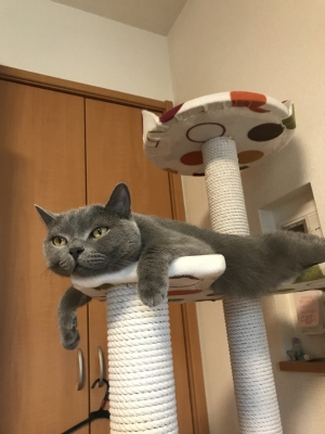 おなかぼよん