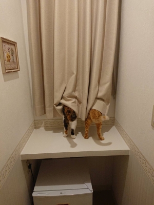 にゃるそっく!