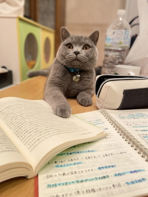 暇にゃ。遊んでほしいにゃ。邪魔するにゃ！