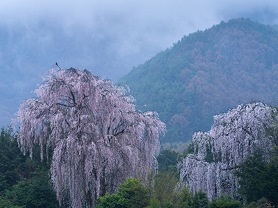 田多井（たたい）のしだれ桜