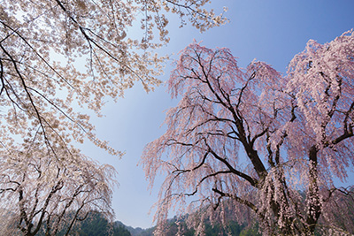 氏乗（うじのり）のしだれ桜