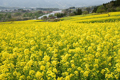 菜の花公園