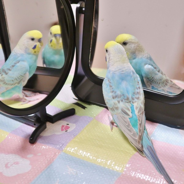 インコ会議