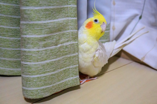 隠れているつもりです