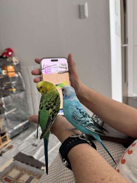 スマホでインコ育成中