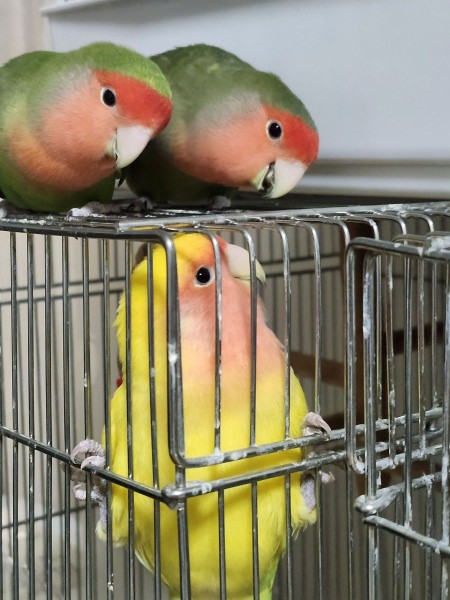 上から失礼します