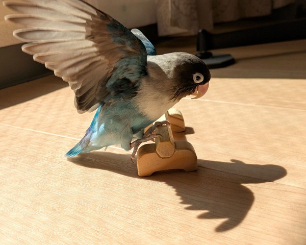 影遊び