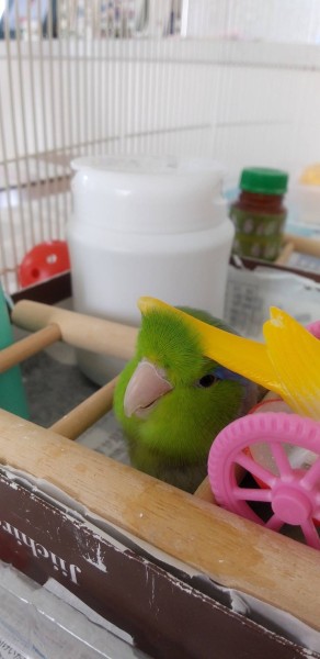 「カキカキ最高！」
