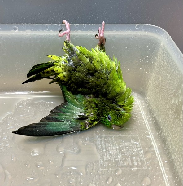 水浴び姿が斬新