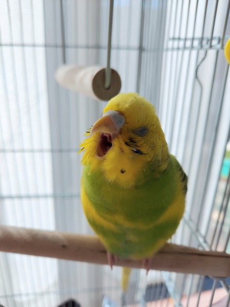 あー眠い