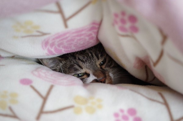 眩しいから開けないで
