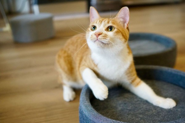 猫が飛びかかる5秒前