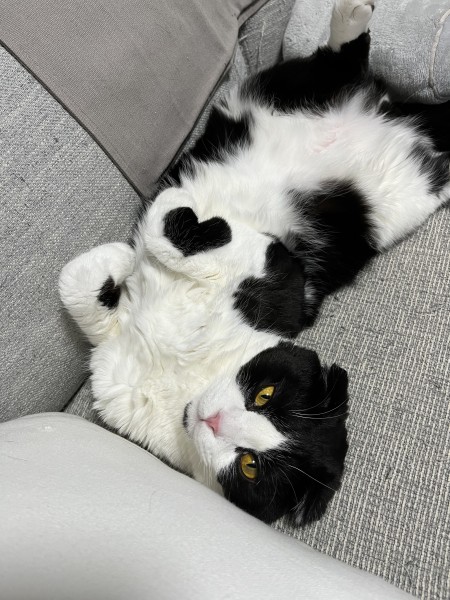 癒しのハート