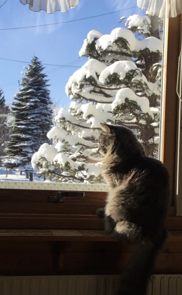 雪かき頑張って