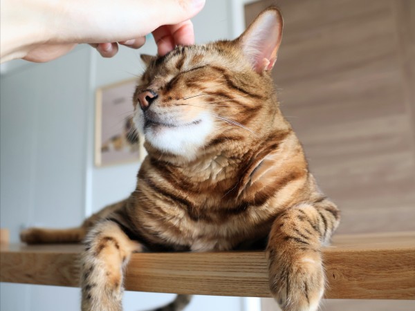 気持ちいいにゃ