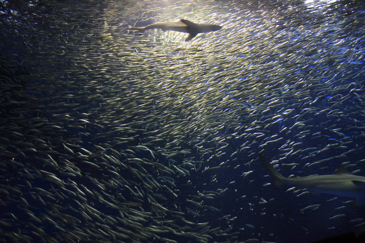 名古屋港水族館（愛知県）