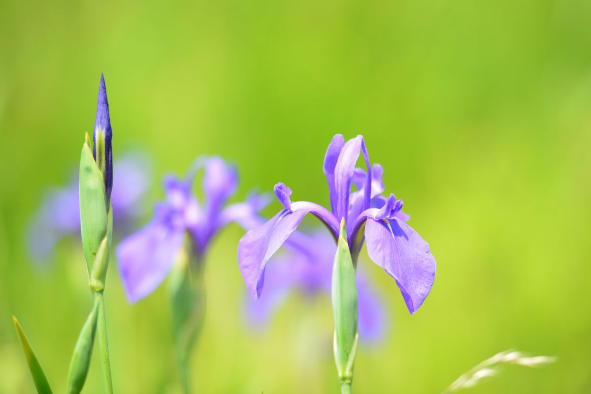 小堤西池（愛知県）