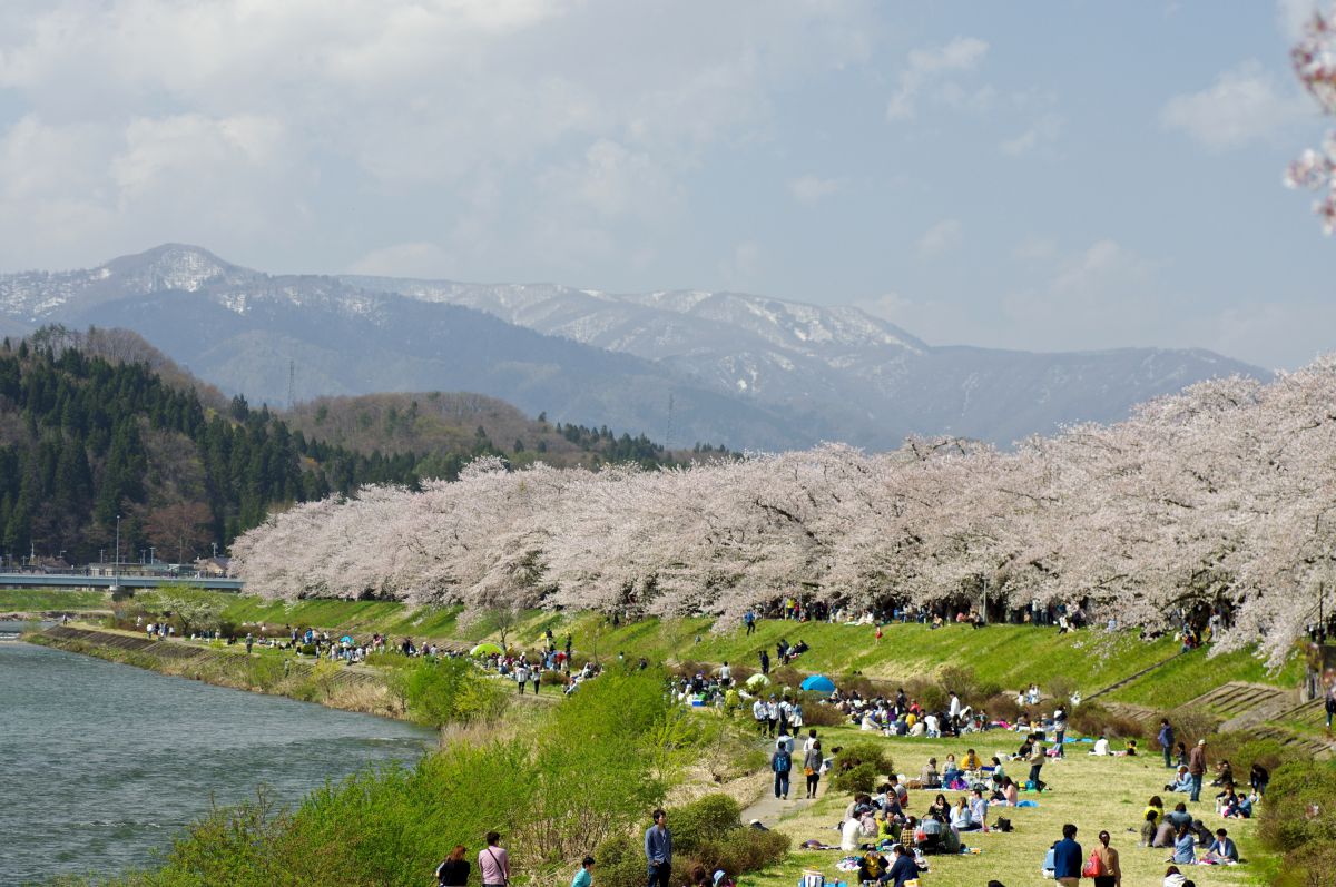 桧木内川堤（秋田県）