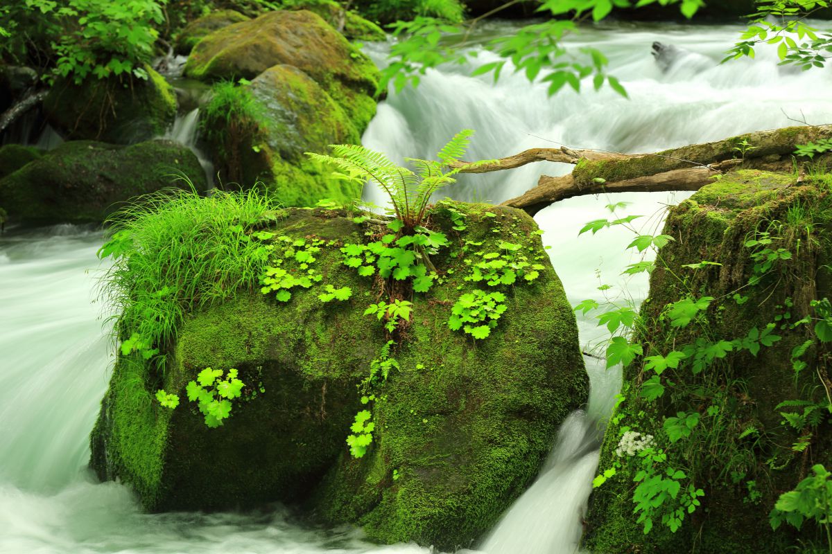 奥入瀬（青森県）