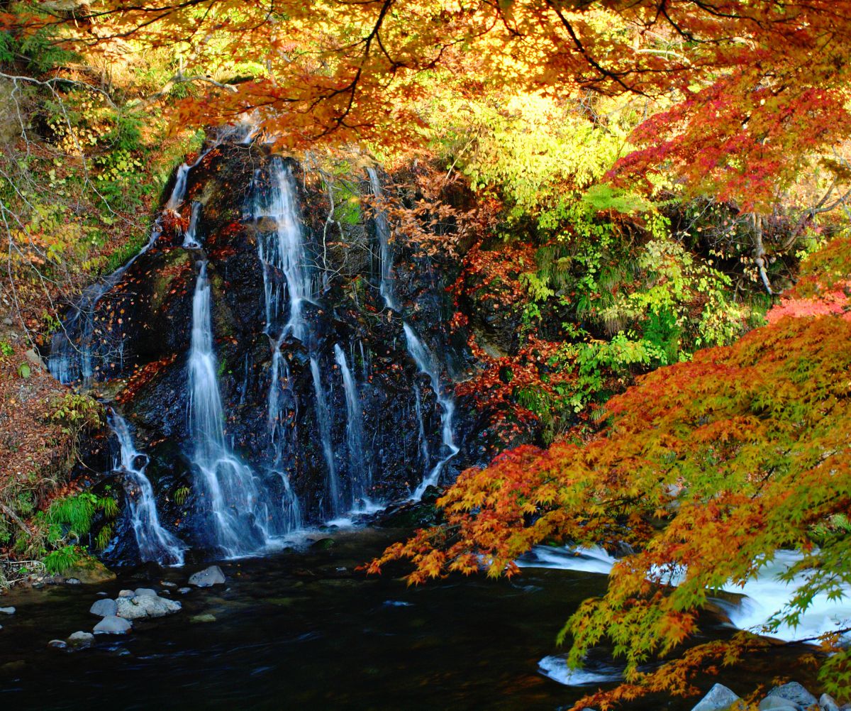 中野もみじ山